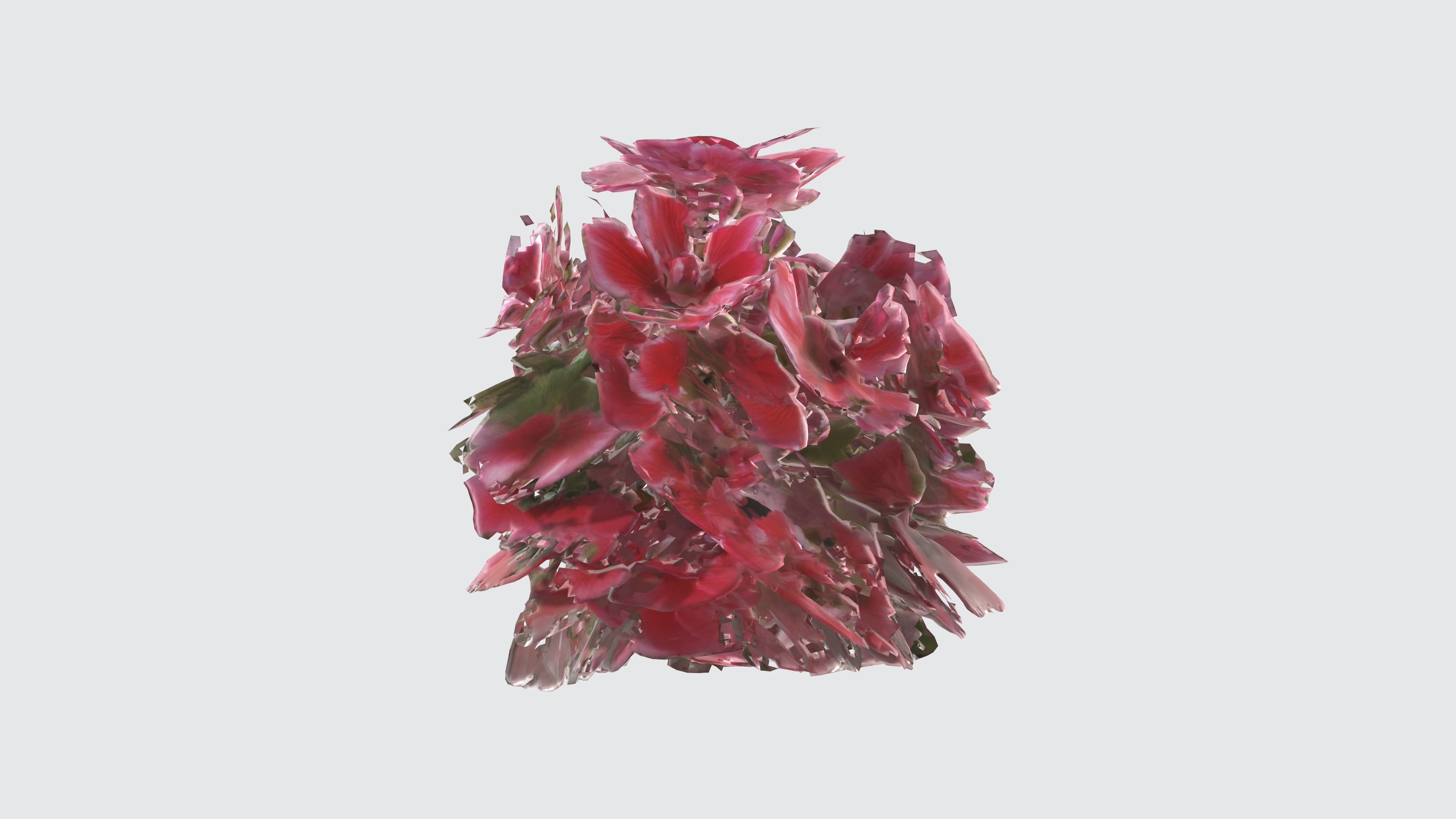 Pelargonium Flowers Low-poly 3D model_1