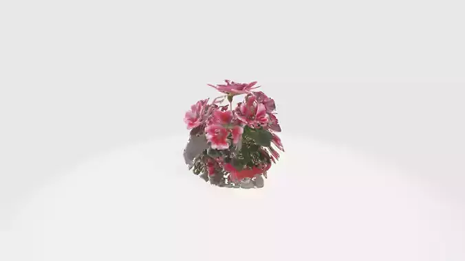 Pelargonium Flowers