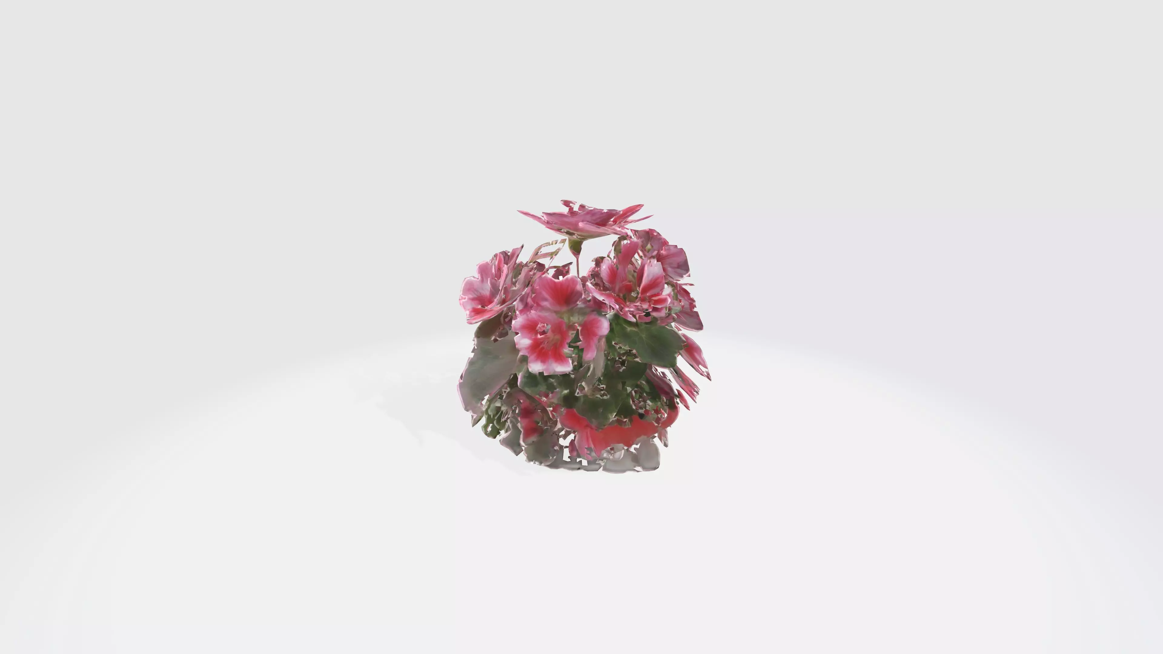 Pelargonium Flowers Low-poly 3D model_0