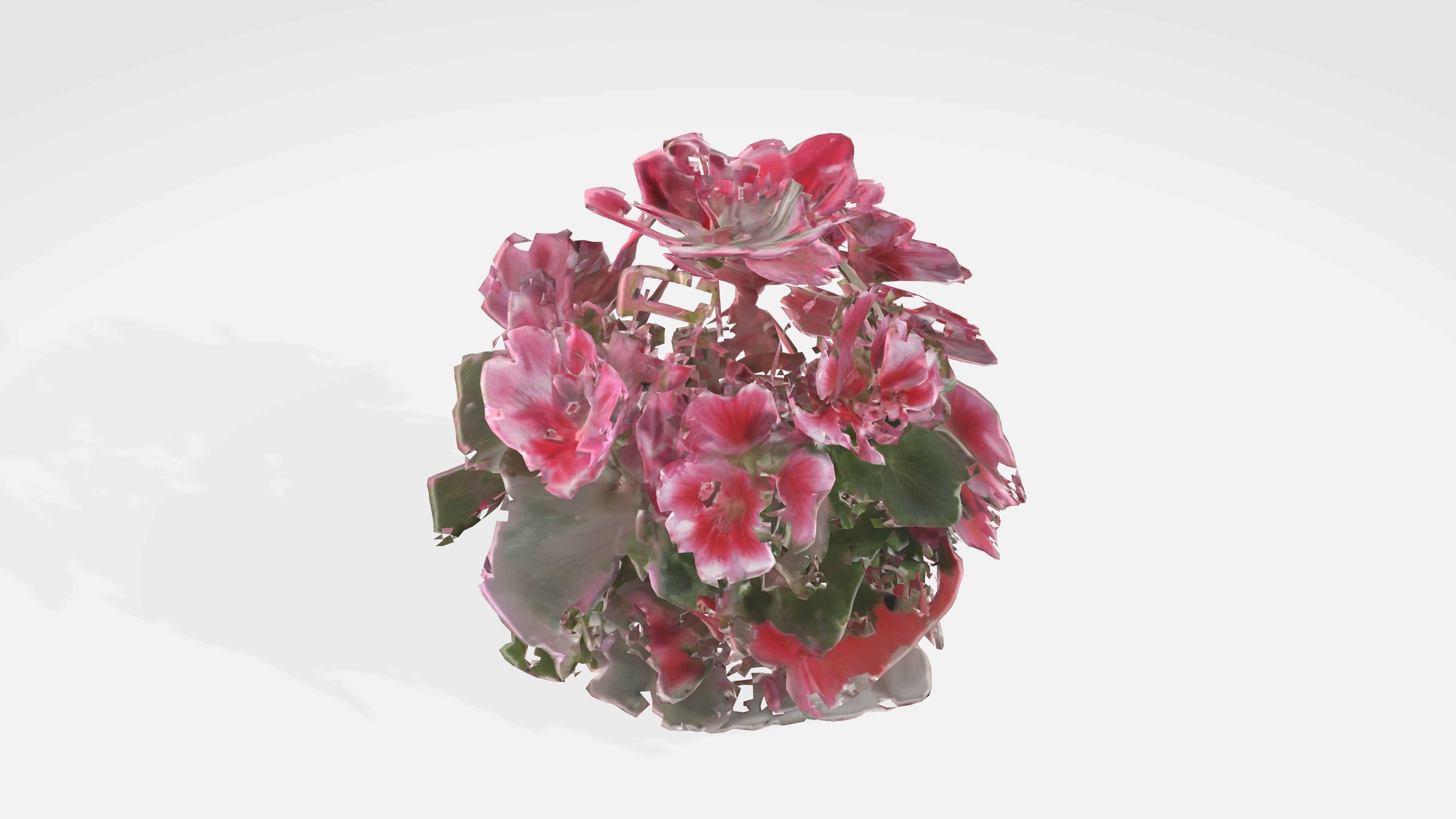 Pelargonium Flowers Low-poly 3D model_4