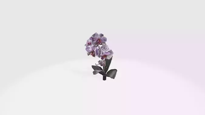 Orchid Flowers Low-poly 3D model