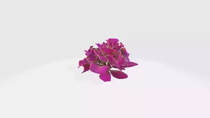 Mirabilis jalapa Flowers