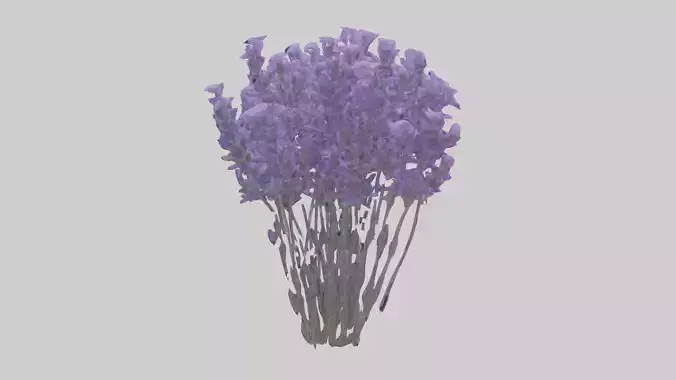 Lavender Flowers Low-poly 3D model