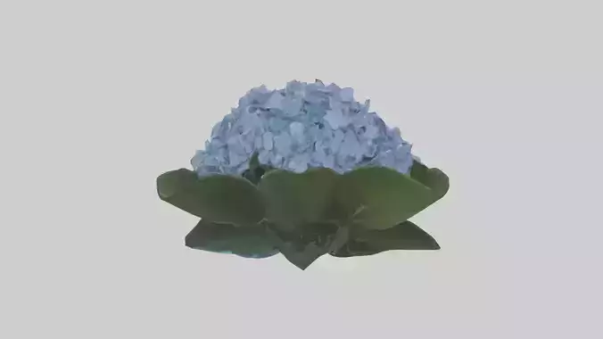 Hydrangea flowers Low-poly 3D model