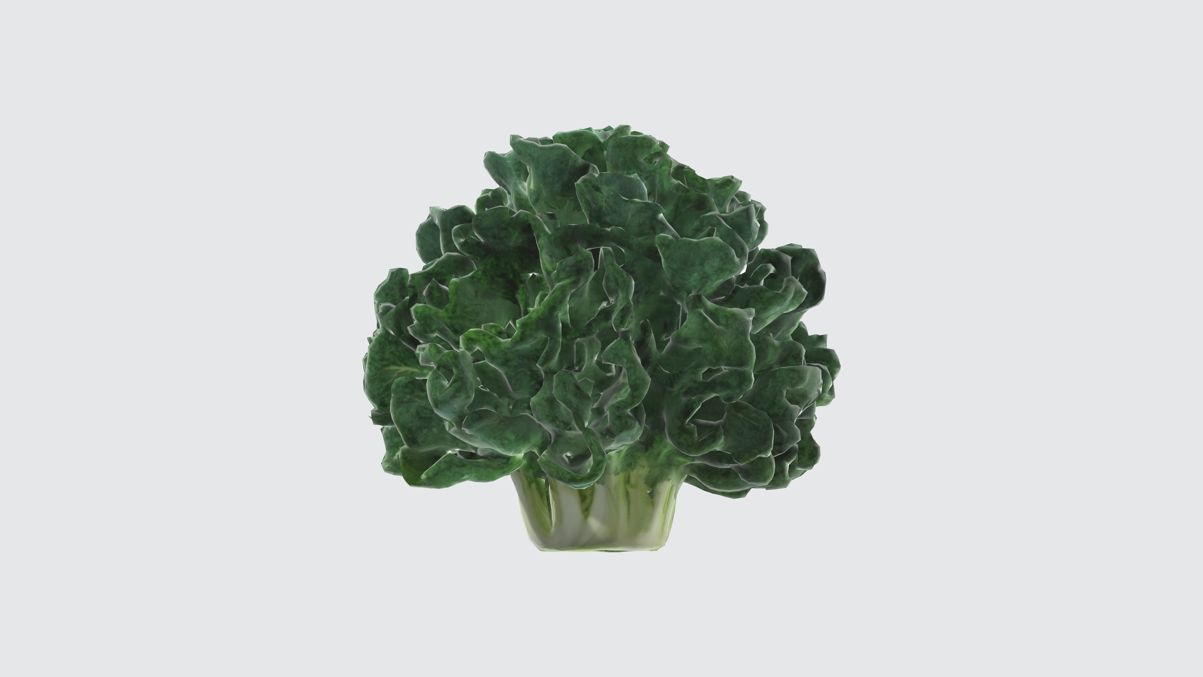 curly kale Low-poly 3D model_1