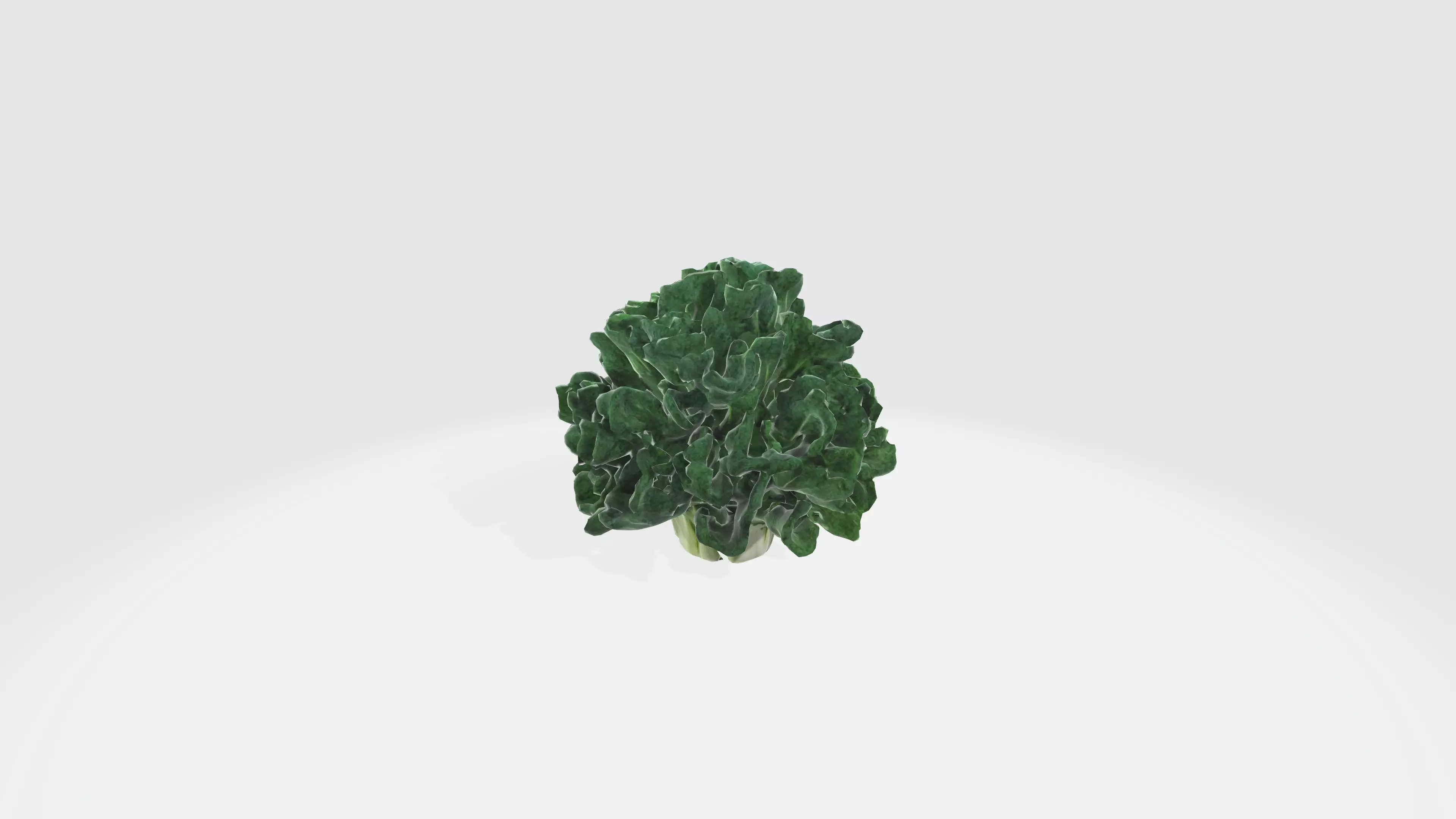 curly kale Low-poly 3D model_0