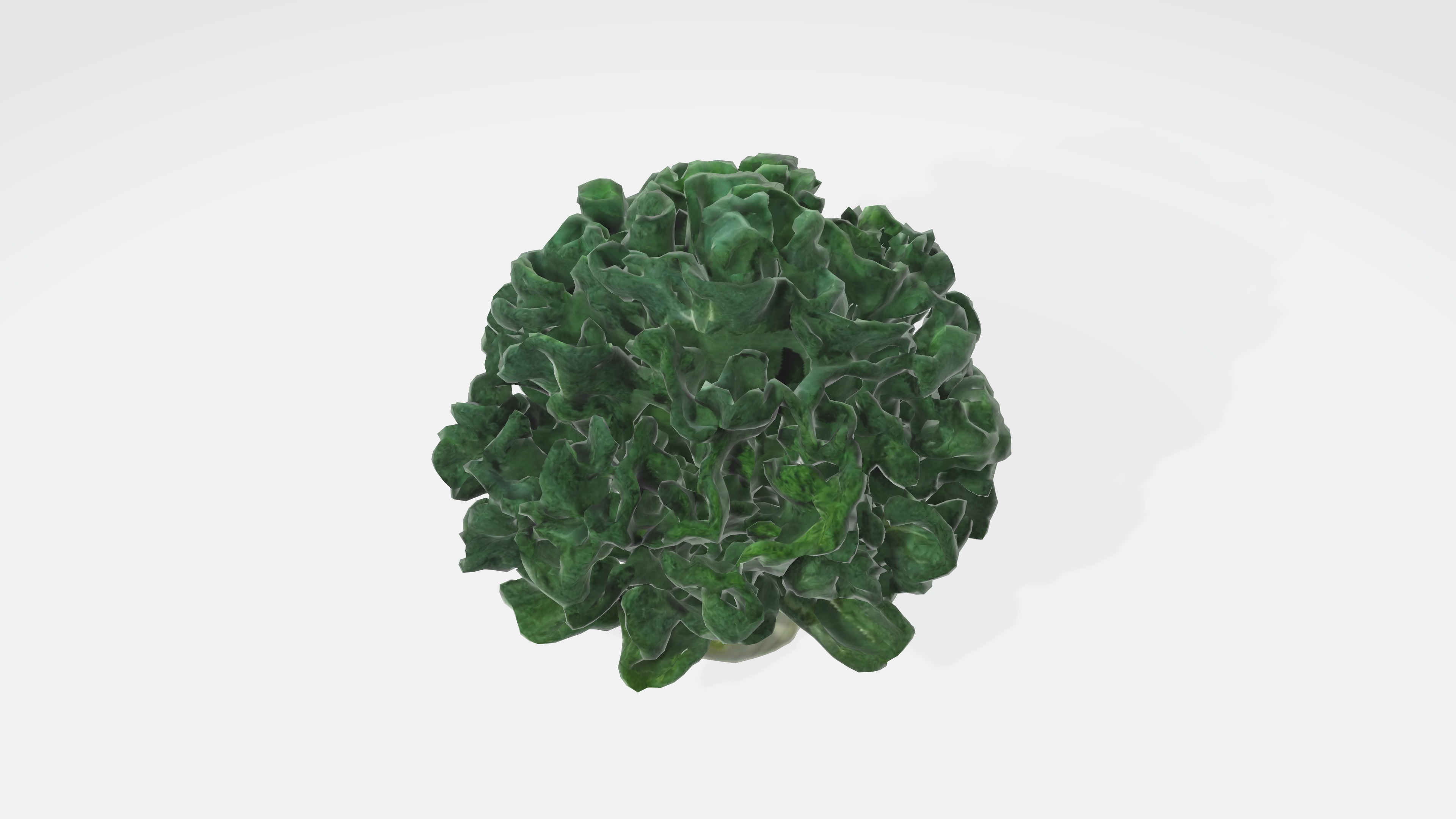 curly kale Low-poly 3D model_5