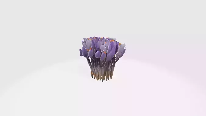 Crocus Flowers Low-poly 3D model