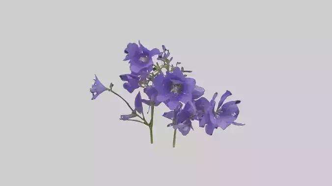 Campanula Flowers