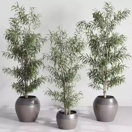 Tree Plant in a ceramic vase - indoor plant set 538