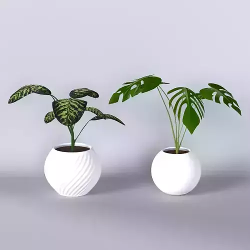 Pot Plants