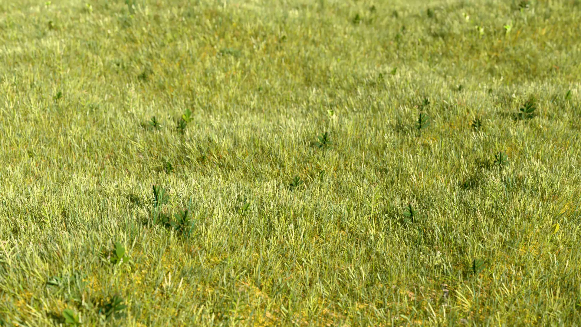 grass field Low-poly 3D model