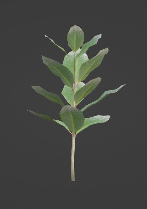 Tropical Plants Pack 10 Types No Transparency Low-Spec Friendly 3D model_18