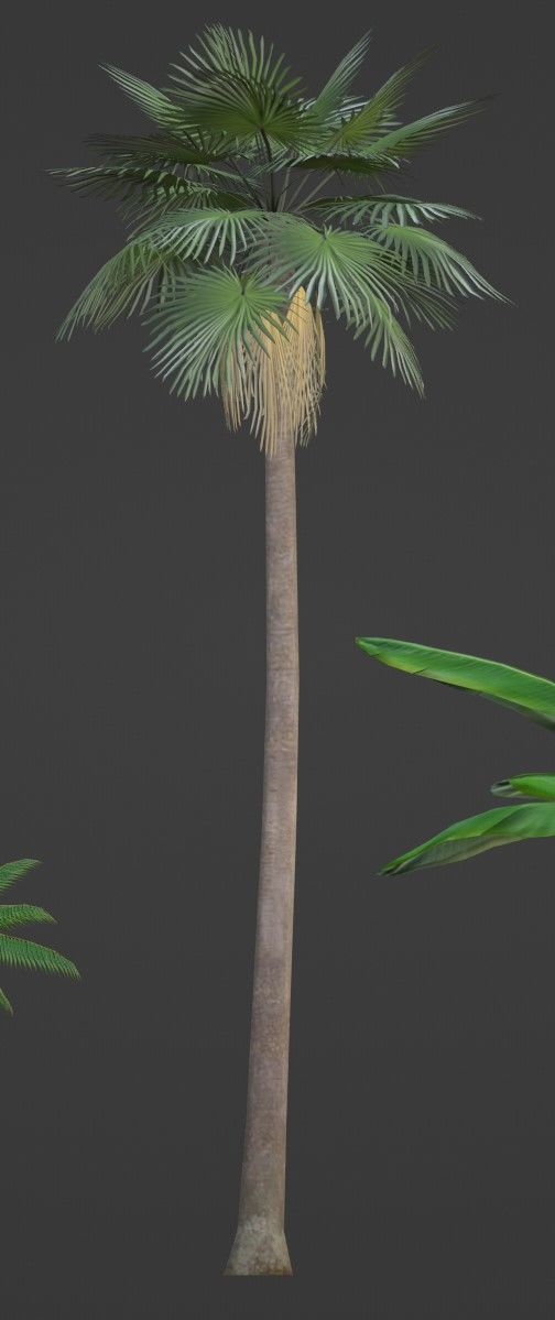 Tropical Plants Pack 10 Types No Transparency Low-Spec Friendly 3D model_5