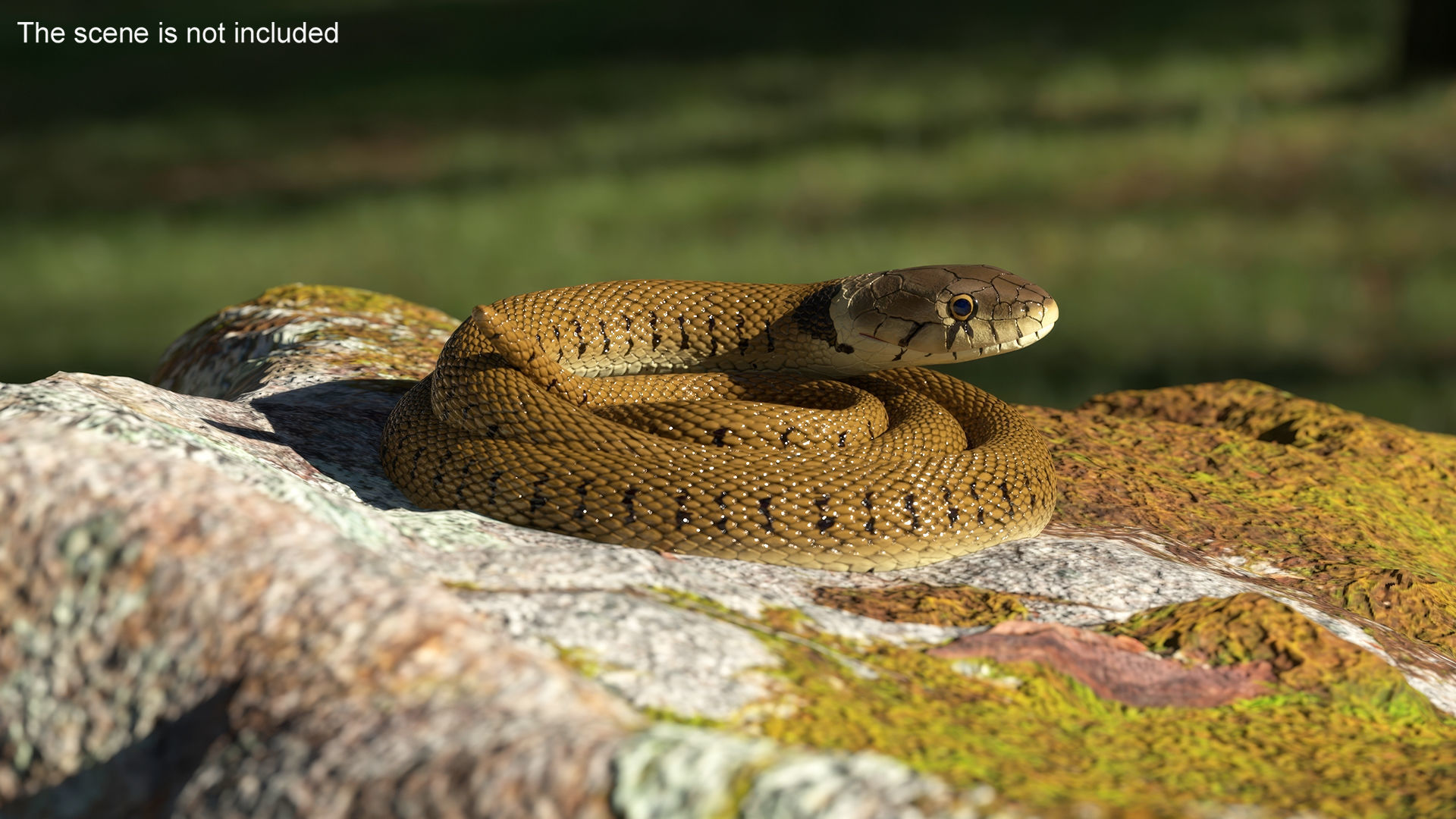 Ringed Snake Brown Coiled for 3D Print 3D print model