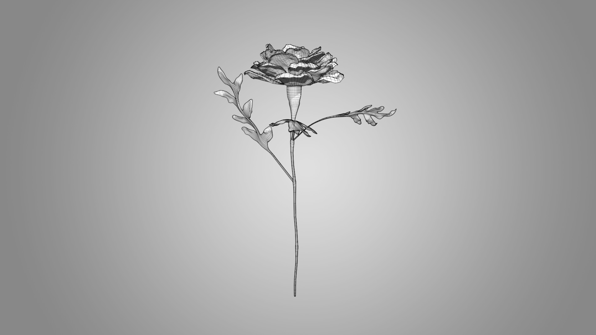 Marigold 3D model_6