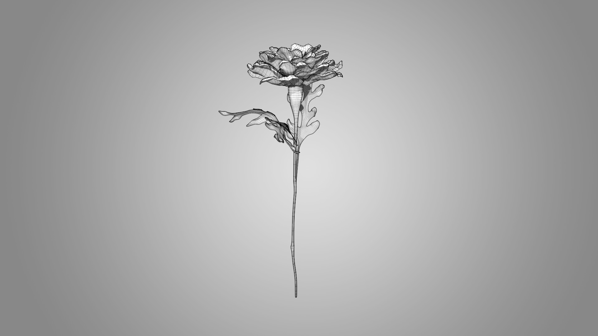 Marigold 3D model_7