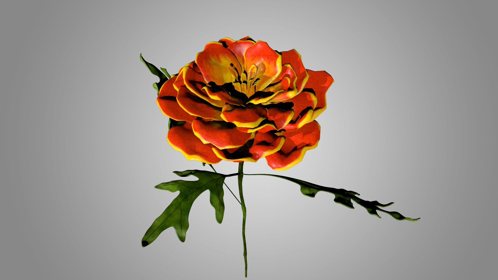 Marigold 3D model_5