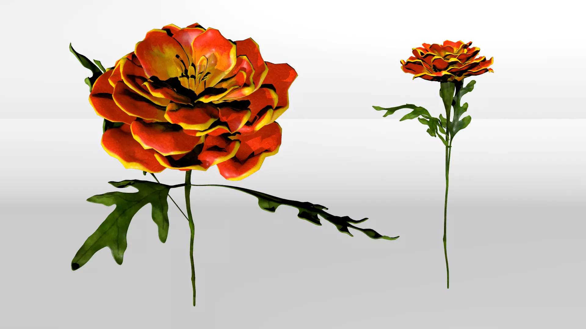 Marigold 3D model_0
