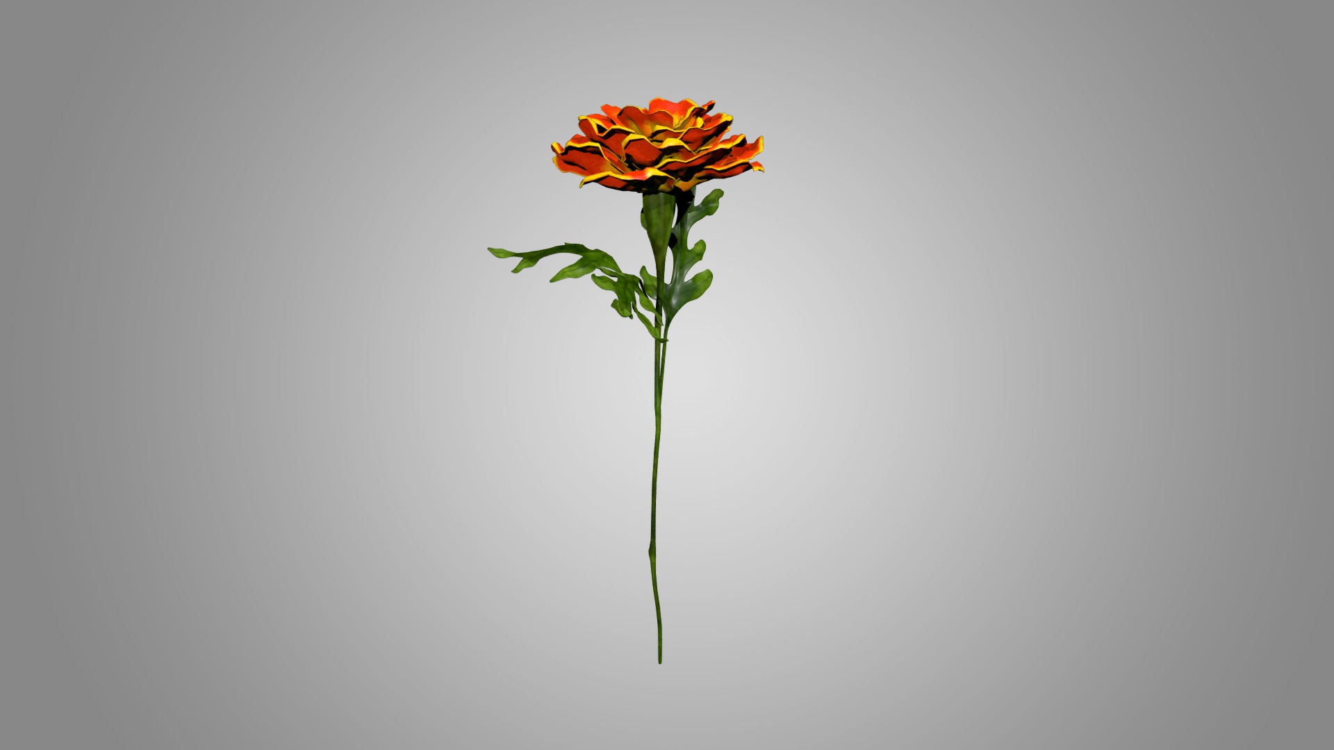 Marigold 3D model_3