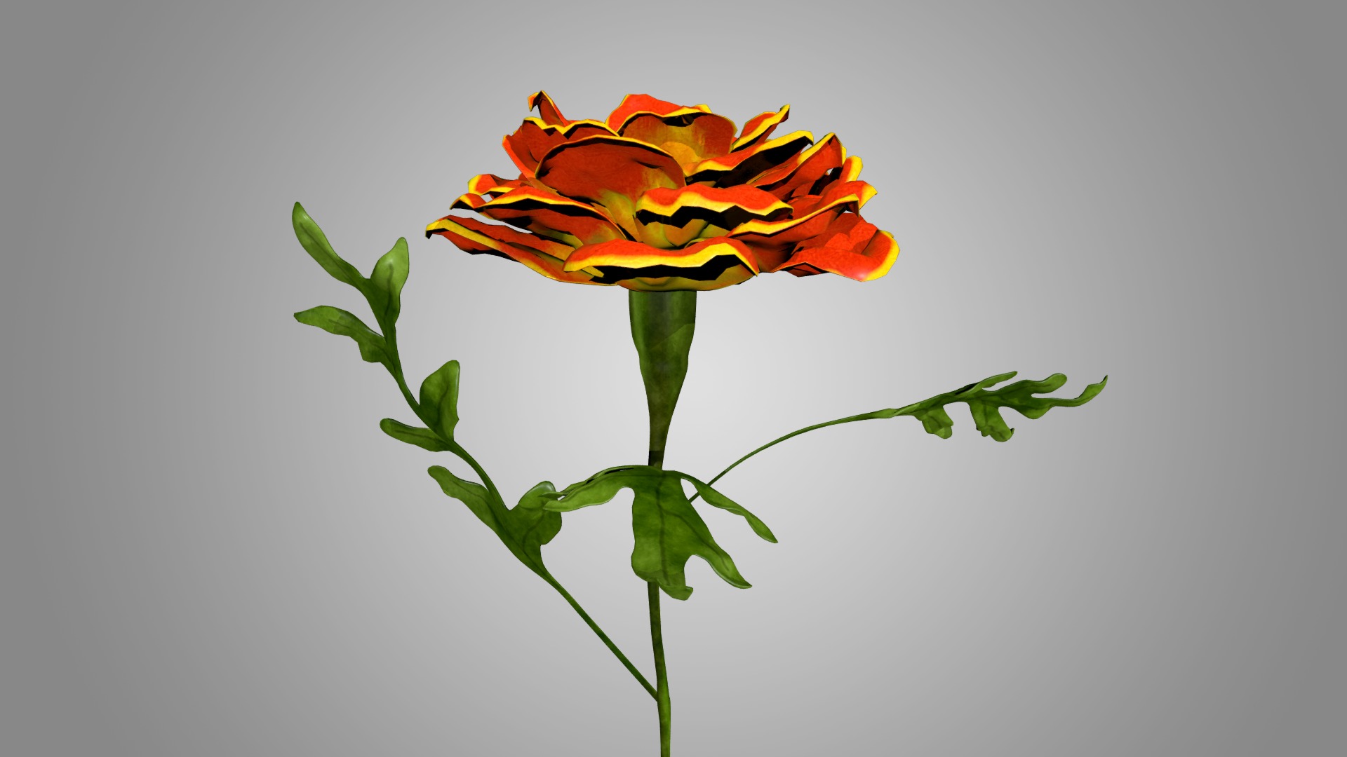 Marigold 3D model_4