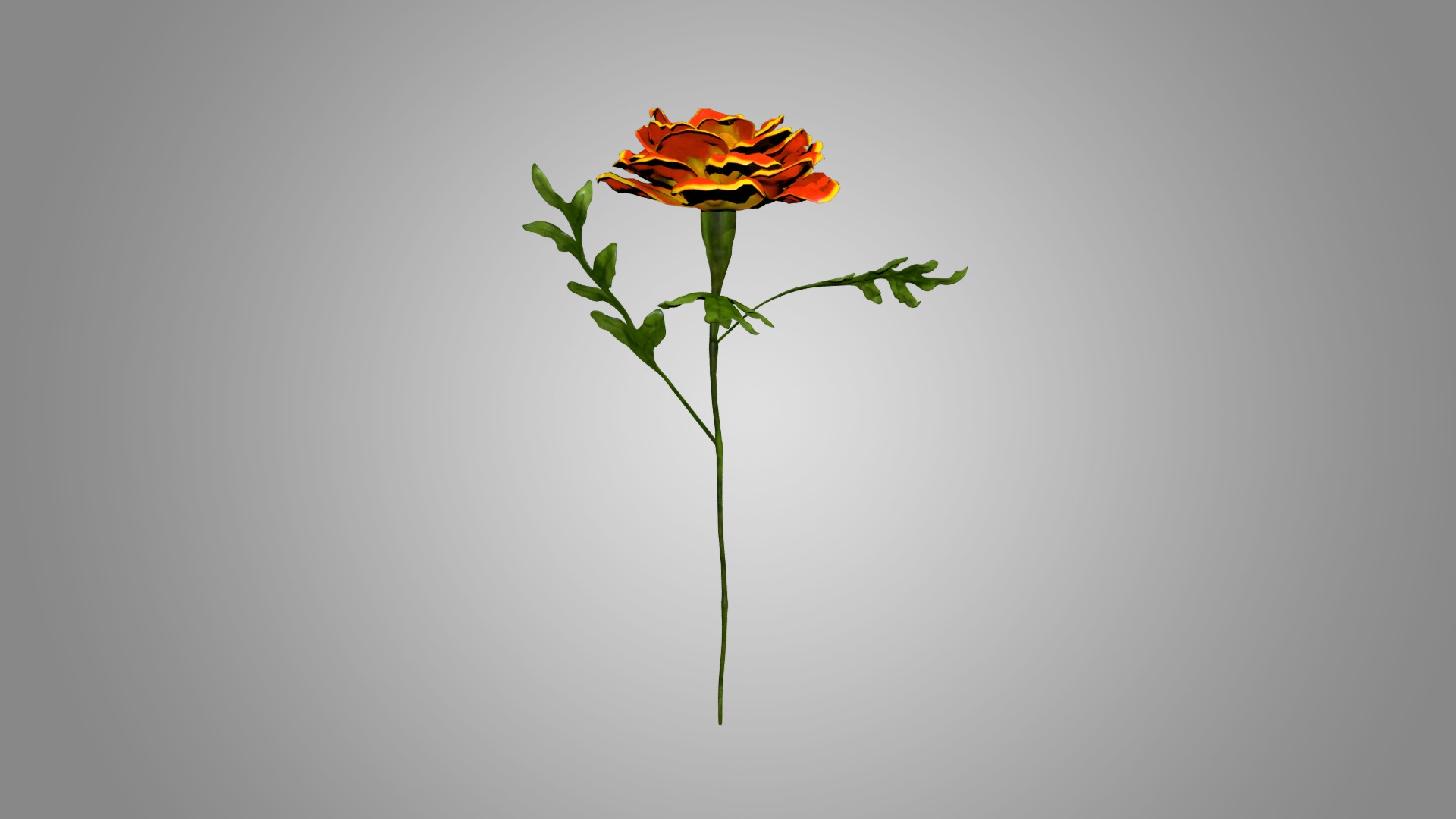 Marigold 3D model_2