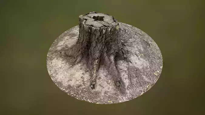 Tree Stump