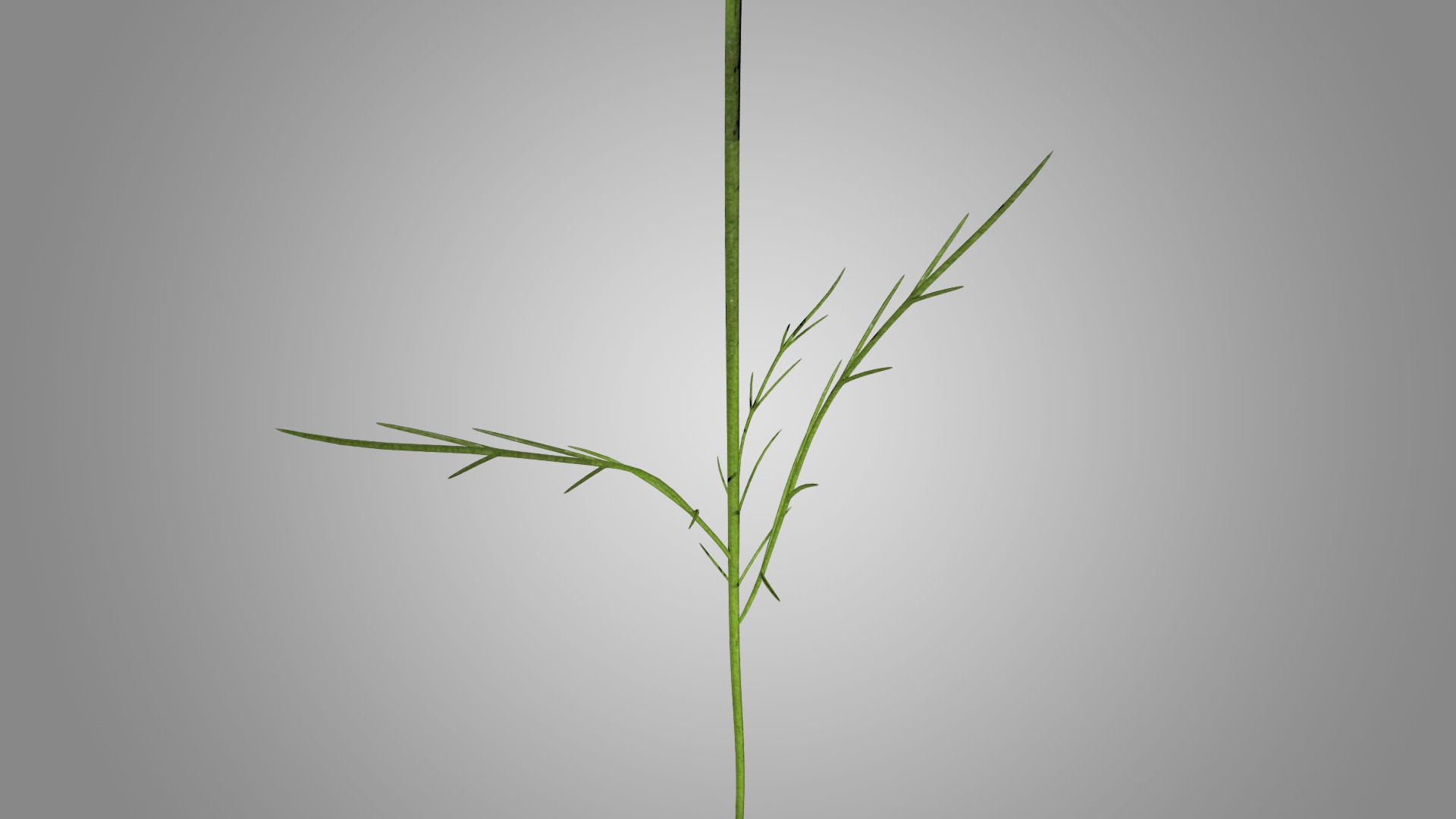 Cosmos flower 3D model_4