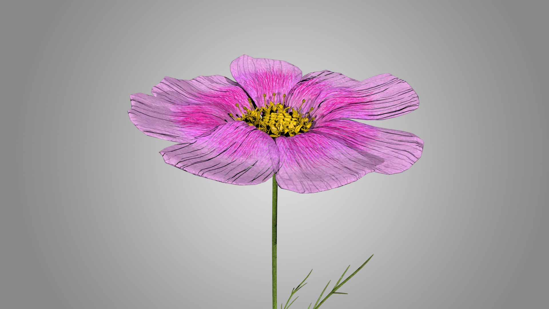 Cosmos flower 3D model_3