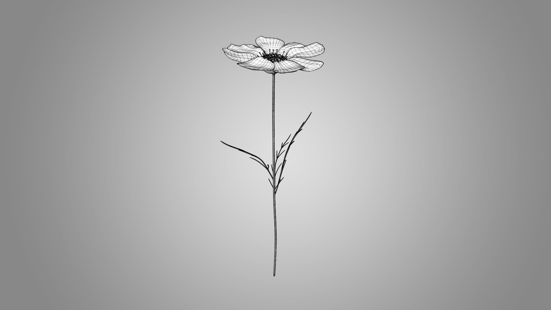 Cosmos flower 3D model_5