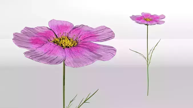 Cosmos flower