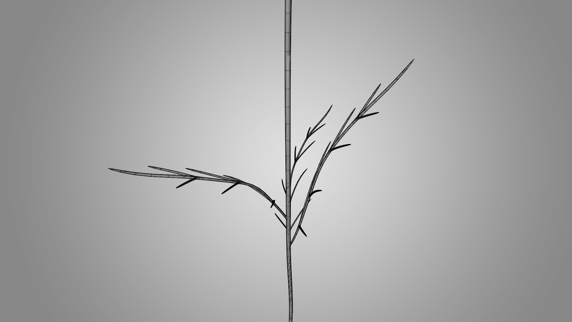 Cosmos flower 3D model_7