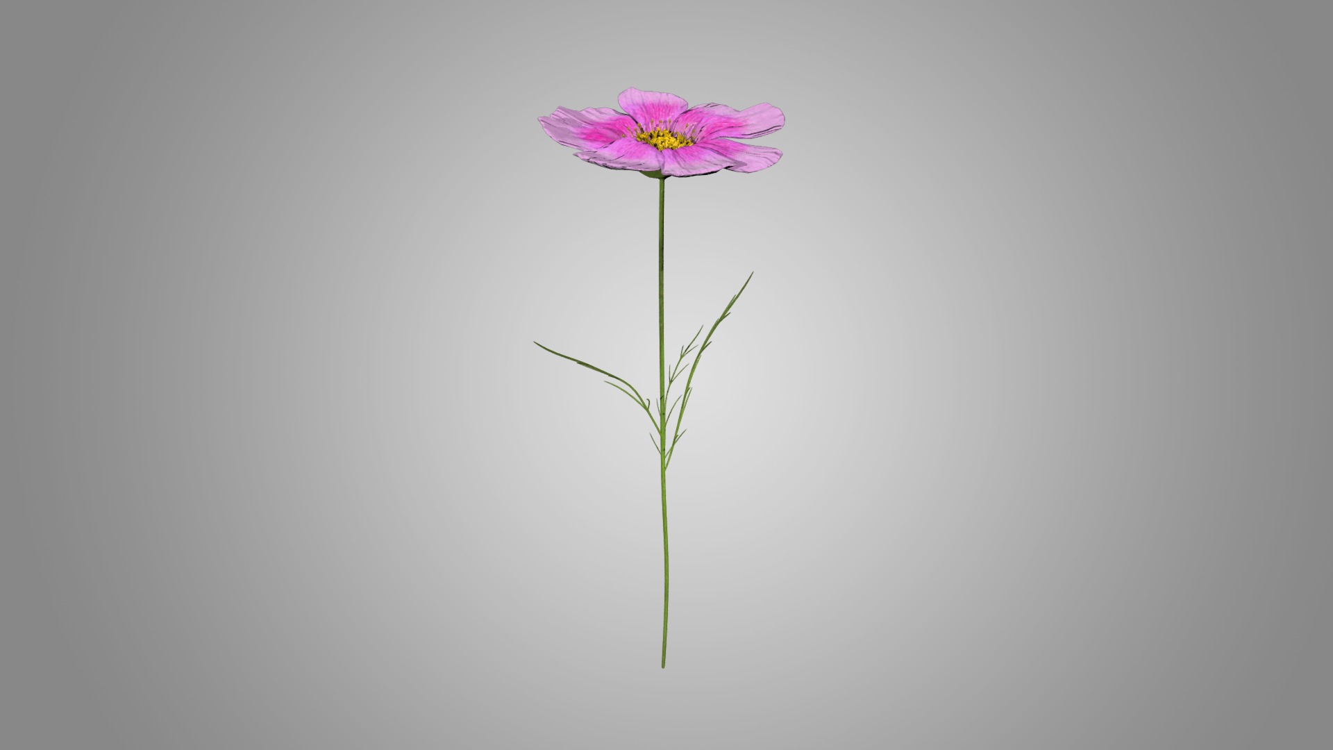 Cosmos flower 3D model_2