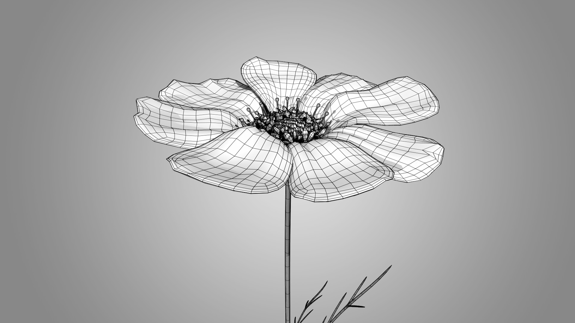 Cosmos flower 3D model_6