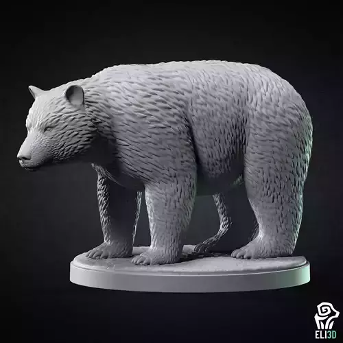 Bear - Animal