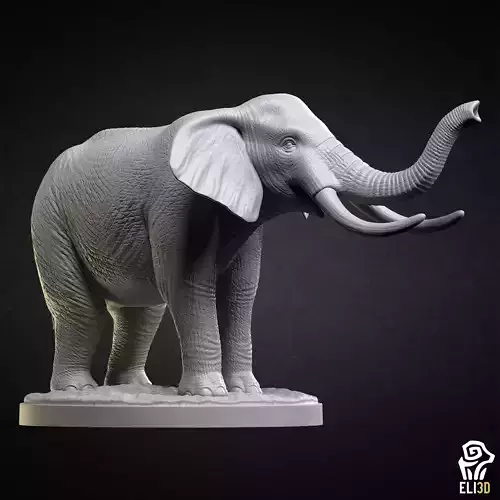 Elephant - Animal