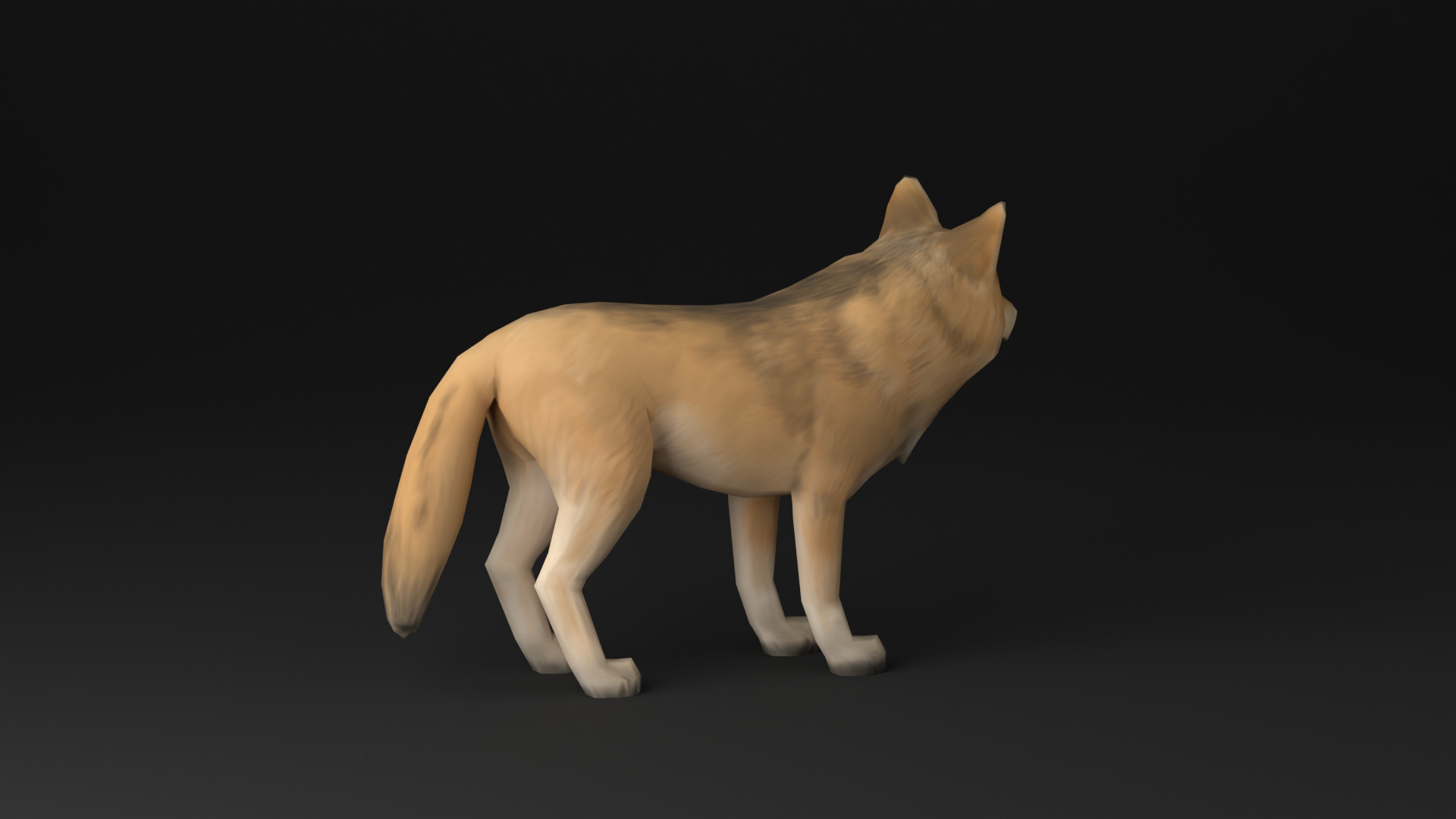 Wolf low poly idle animated Low-poly 3D model_17