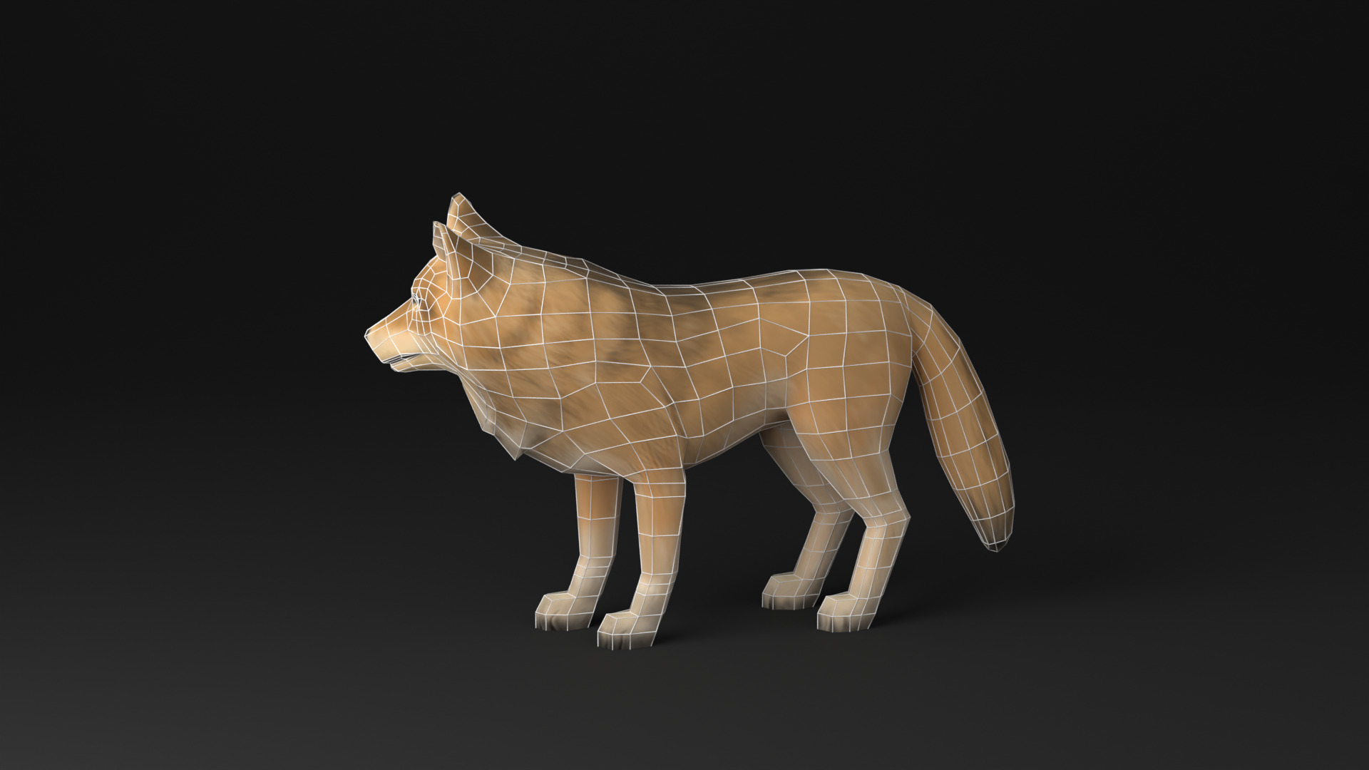 Wolf low poly idle animated Low-poly 3D model_8