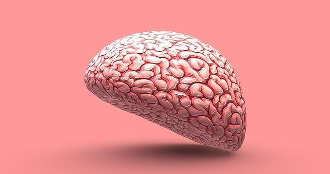 Brain 3D model