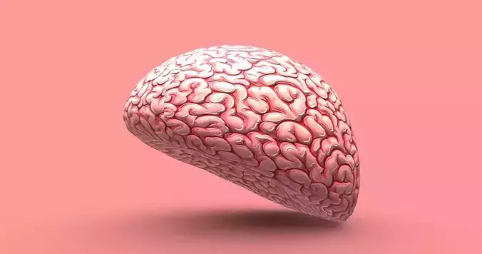 Brain