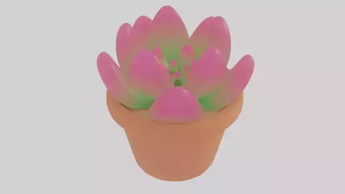 Pink and Green Succulent plant in the Clay Pot