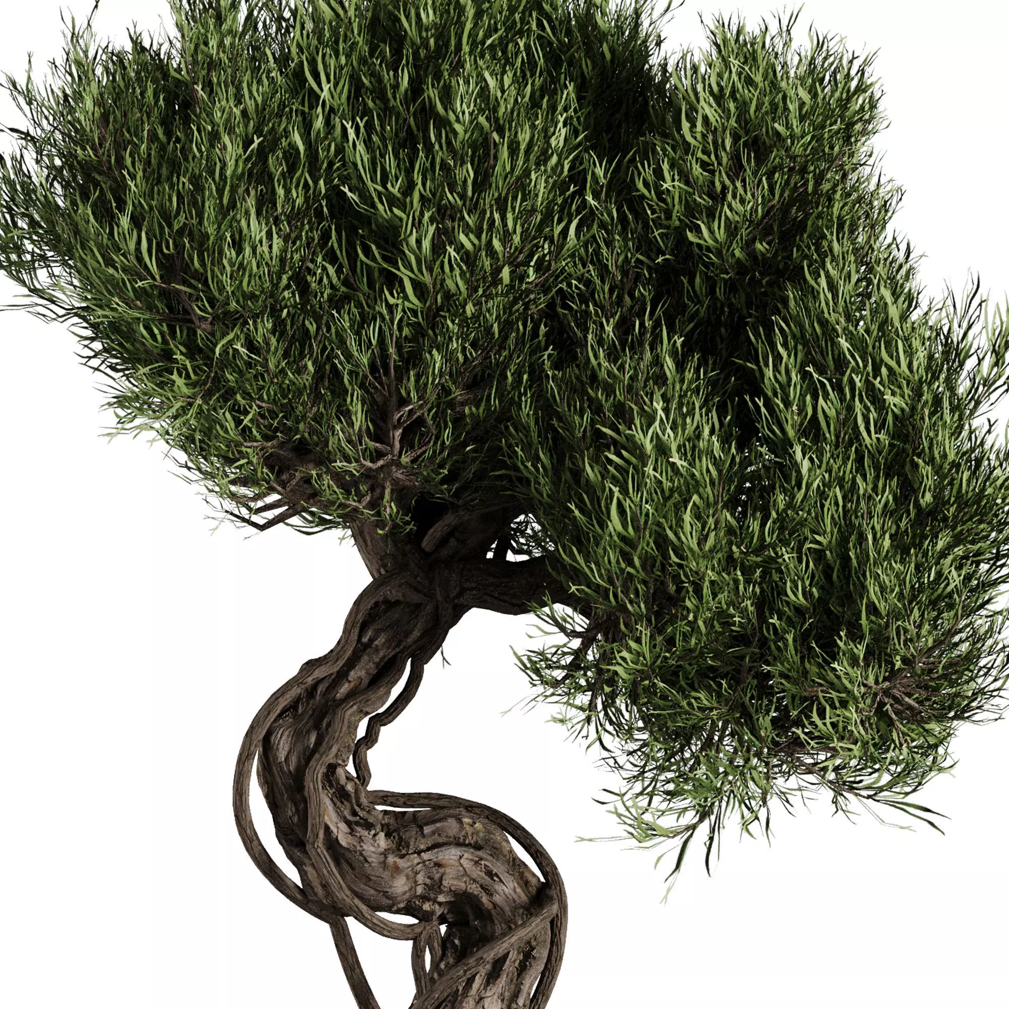 Bonsai Tree set7 3D model_0