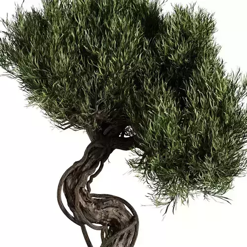 Bonsai Tree set7 3D model