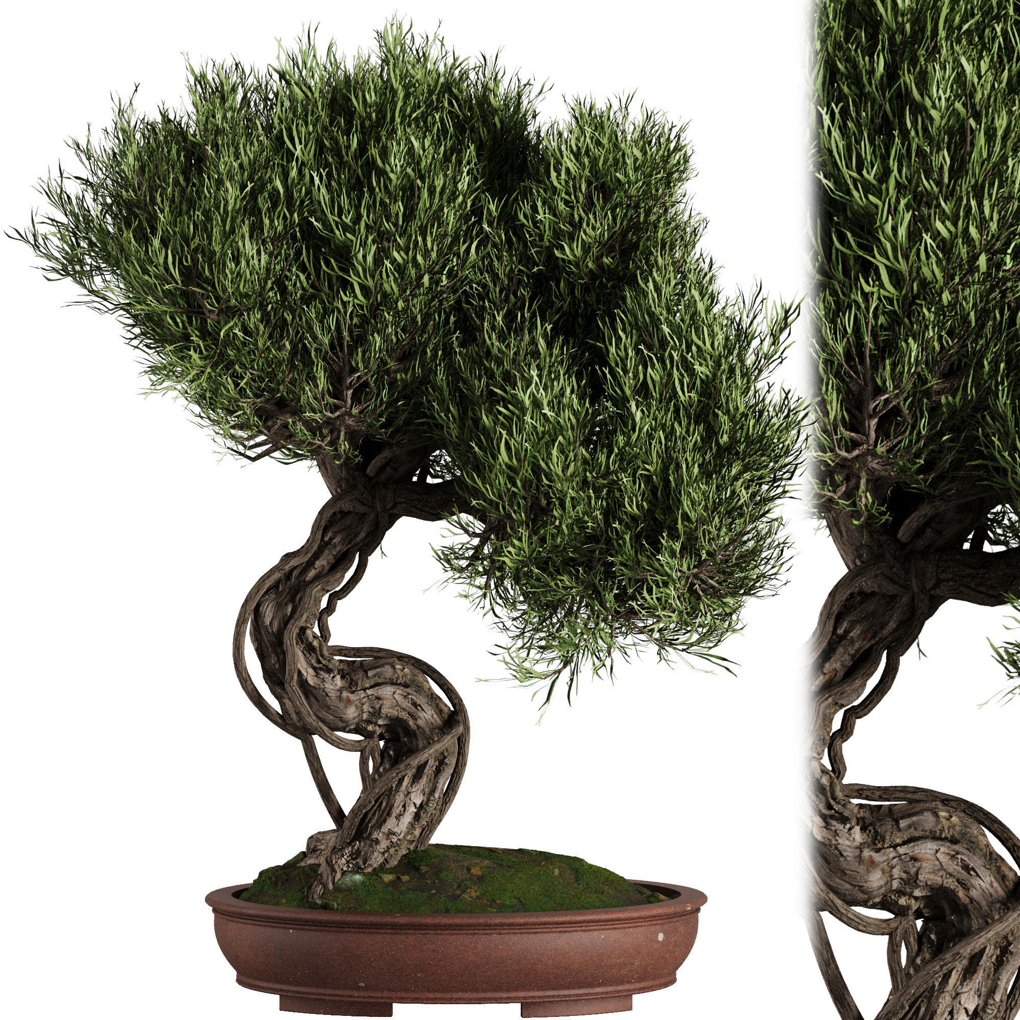 Bonsai Tree set7 3D model_1