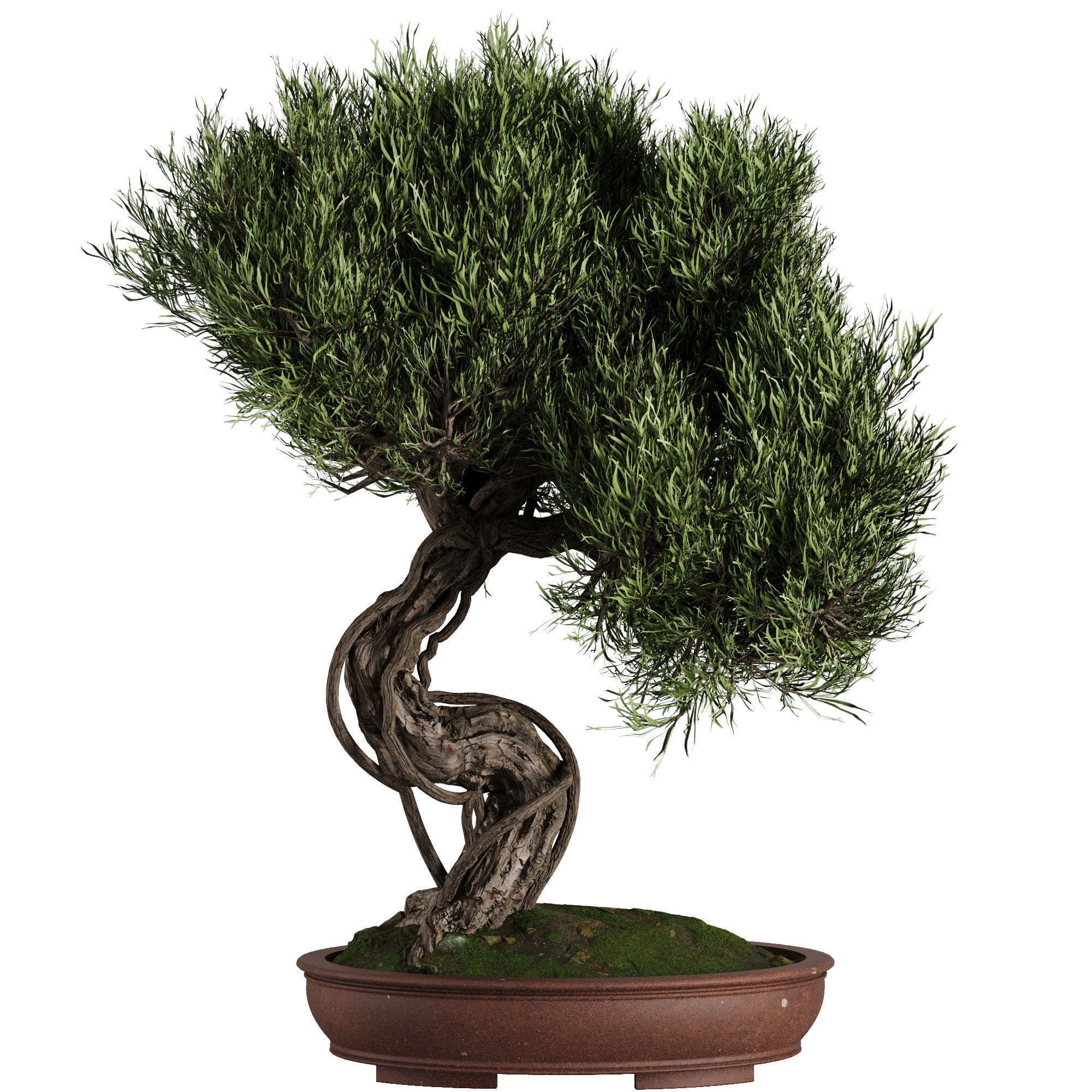 Bonsai Tree set7 3D model_2