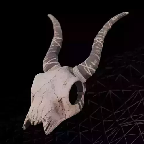  Ram Skull with Curved Horns 