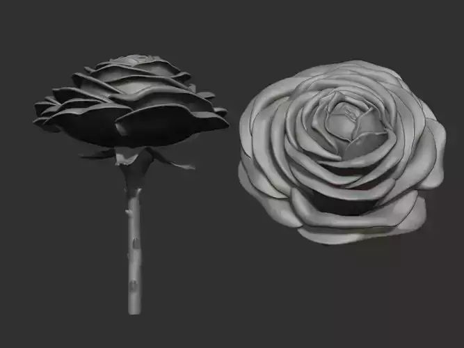 Rose 3d