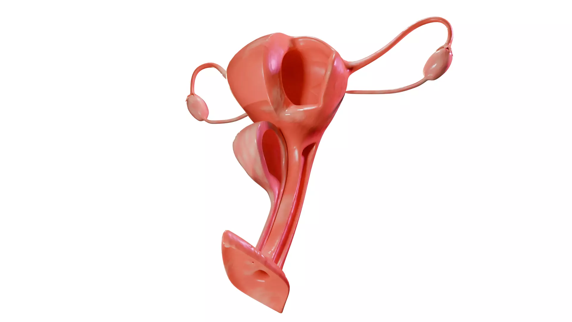 Female Reproduction Low-poly 3D model