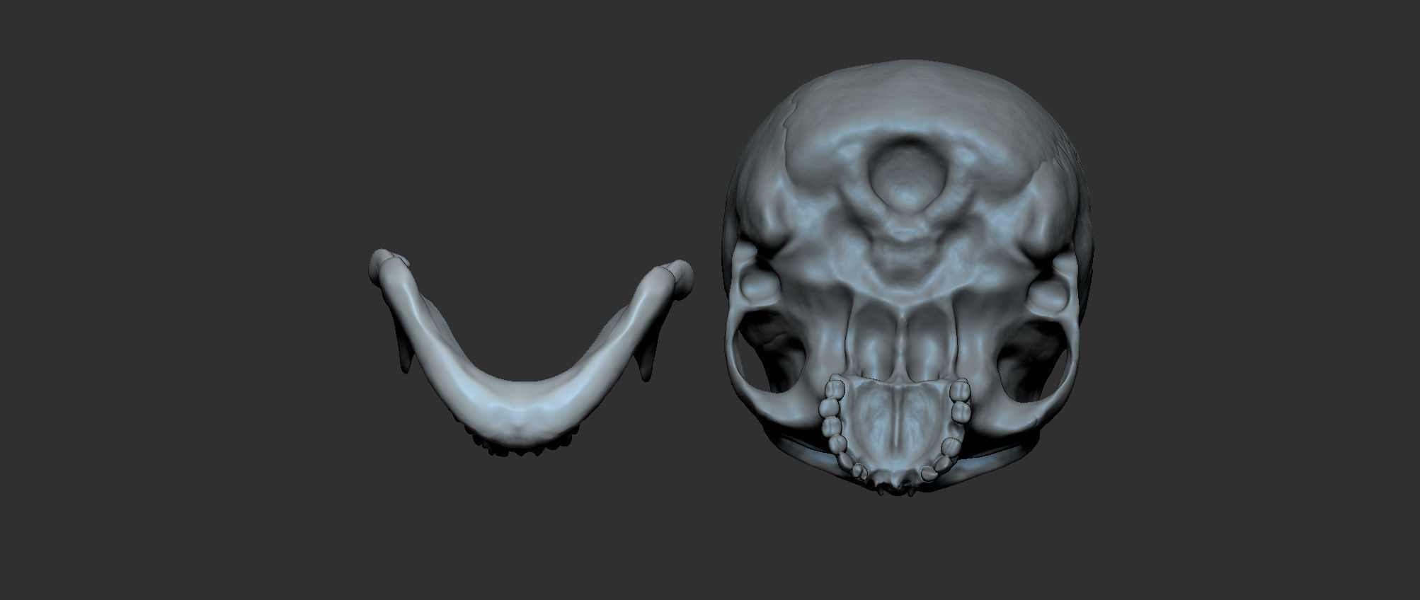 Cranium 3D print model_9