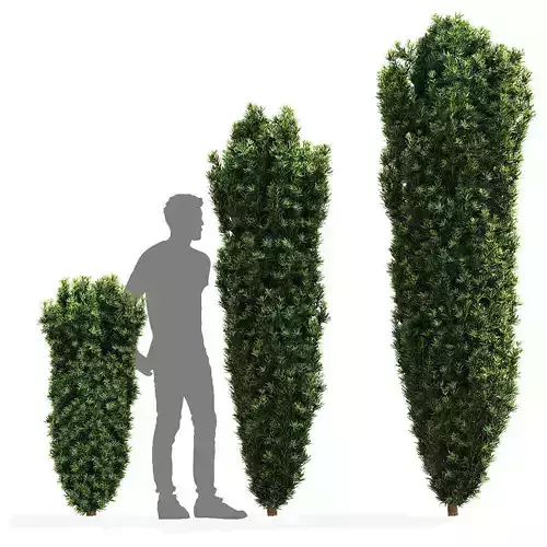 Taxus baccata Fastigiata 3D model